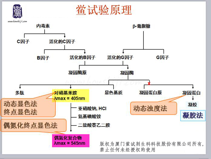 鱟試劑原理.jpg